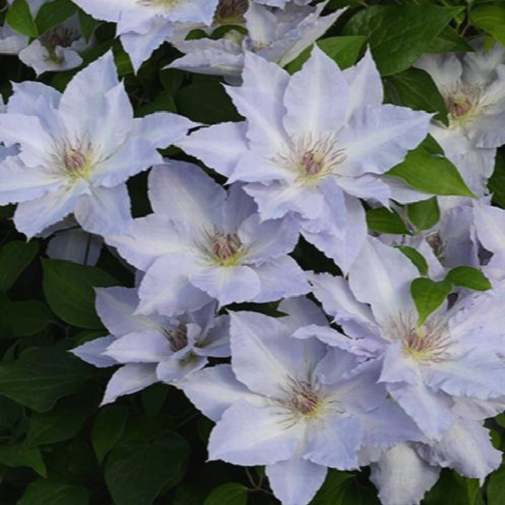 Al's Garden & Home 'Boulevard Tranquilit' Deciduous Clematis (Clematis), 1 Gallon vine