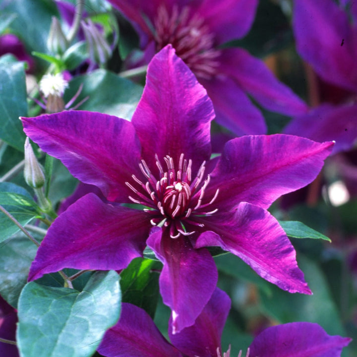 Al's Garden & Home 'Fleuri' Deciduous Clematis (Clematis), 1 Gallon vine