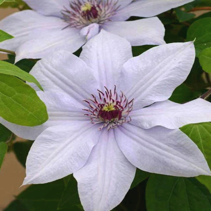 Al's Garden & Home 'Boulevard Bernadine' Deciduous Clematis (Clematis), 1 Gallon vine