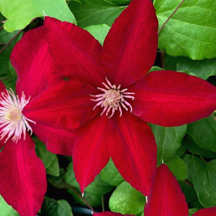 Al's Garden & Home 'Boulevard Rebecca' Deciduous Clematis (Clematis), 1 Gallon vine