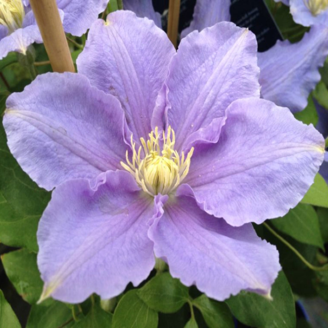 Clematis - 'Boulevard® Zara'™