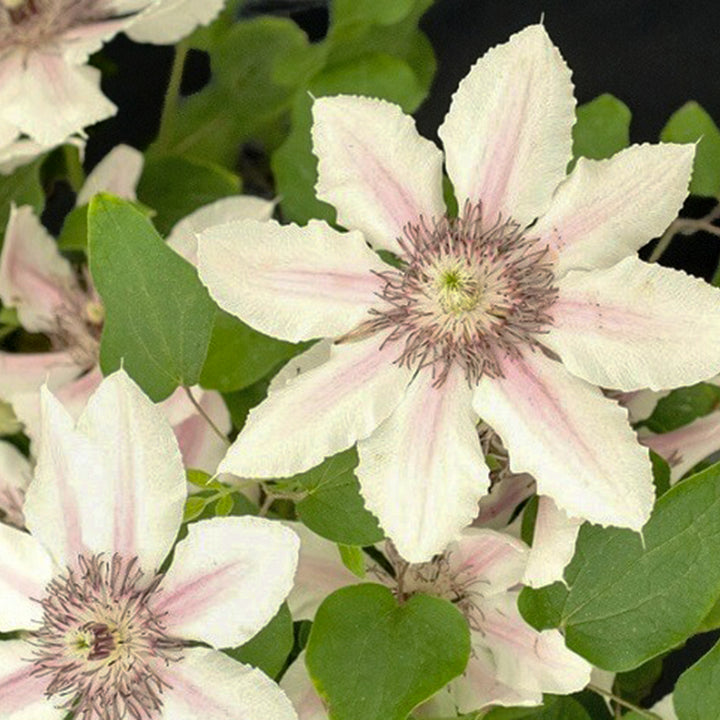 Al's Garden & Home 'Boulevard The Countess of Wessex' Deciduous Clematis (Clematis), 1 Gallon vine