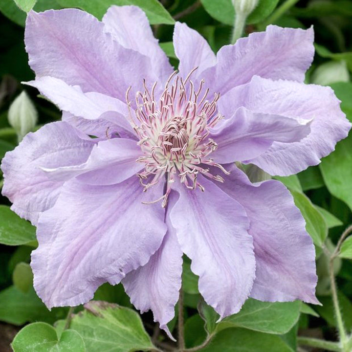 Al's Garden & Home 'Filigree' Deciduous Clematis (Clematis), 1 Gallon vine