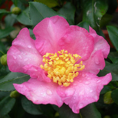 Camellia sasanqua 'Cleopatra' Camellia, Shrub