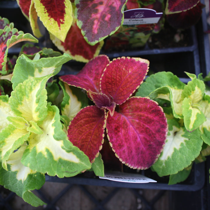 Al's Garden and Home Coleus