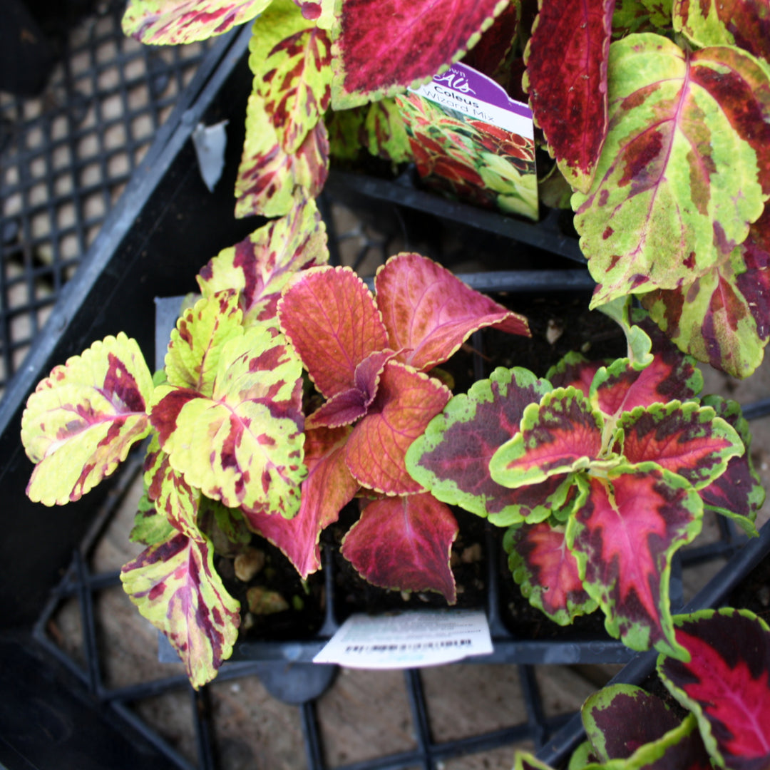 Al's Garden and Home Coleus