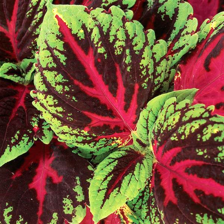 Coleus Kong - 1 Gallon