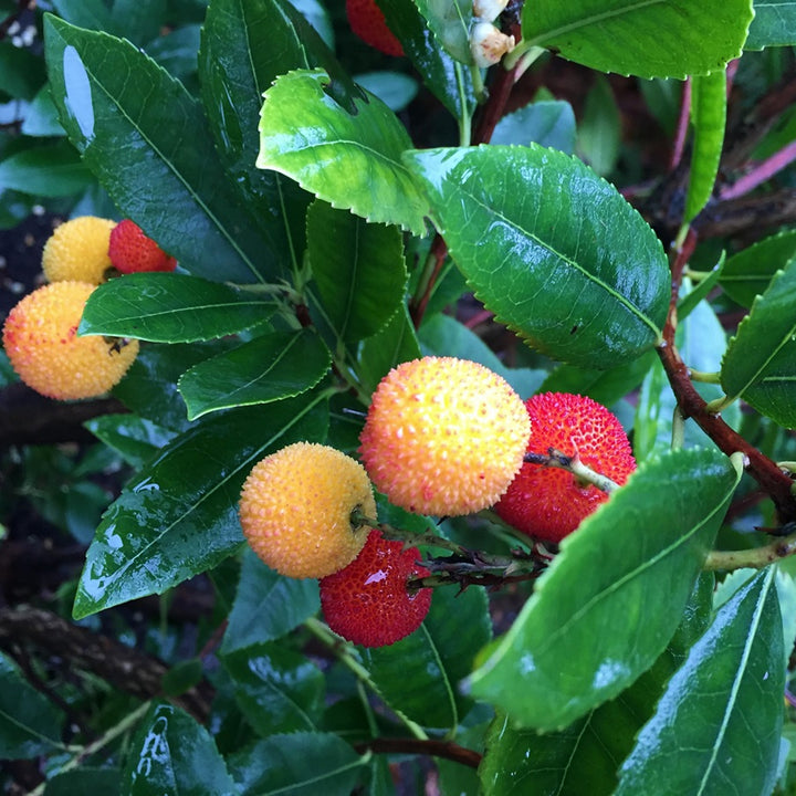 Arbutus unedo 'Compacta' Dwarf Strawberry, 7 Gallon Trees