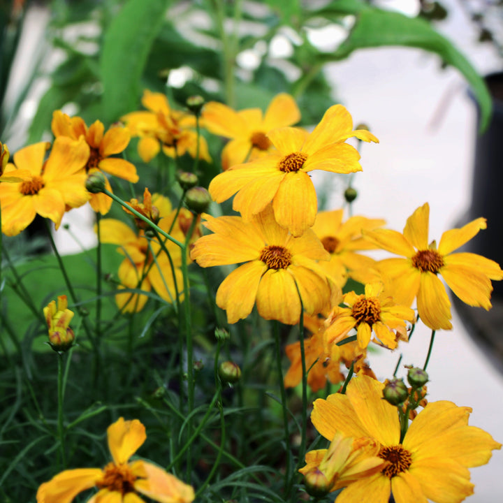 Al's Garden & Home 'Fall Sensation Amber' Coreopsis, 1 Gallon perennial