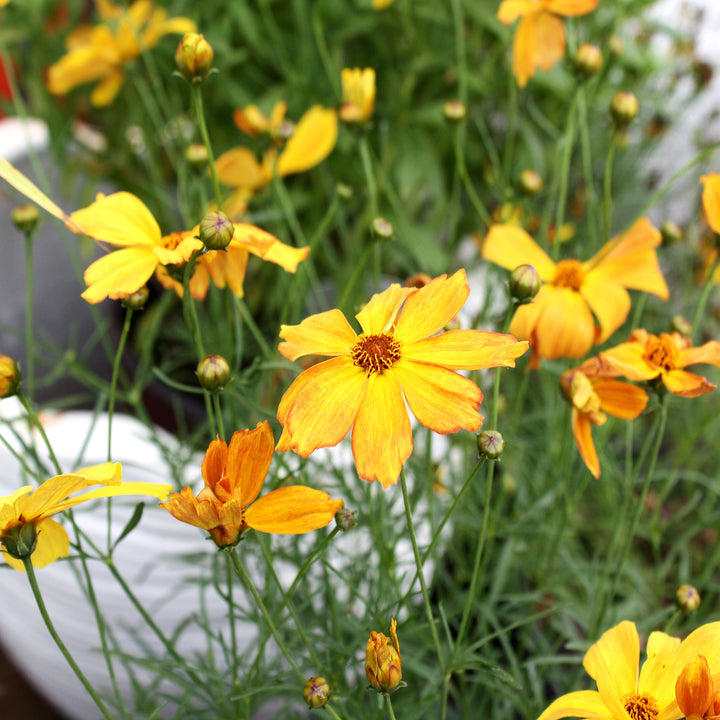 Al's Garden & Home 'Fall Sensation Amber' Coreopsis, 1 Gallon perennial