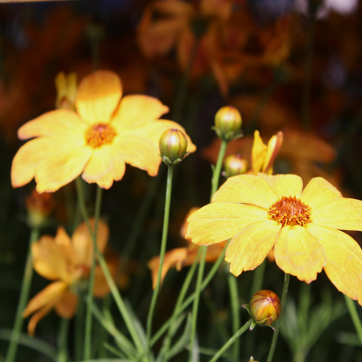 Al's Garden & Home 'Fall Sensation Amber' Coreopsis, 1 Gallon perennial