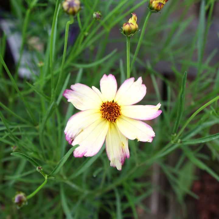 Al's Garden & Home 'Fall Sensation Sunny Side' Coreopsis, 1 Gallon perennial