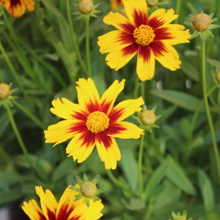 Al's Garden & Home 'Golden Stardust' Coreopsis, 1 Gallon perennial