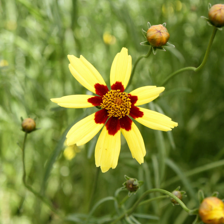 Al's Garden & Home 'Electric Sunshine' Coreopsis, 1 Gallon perennial