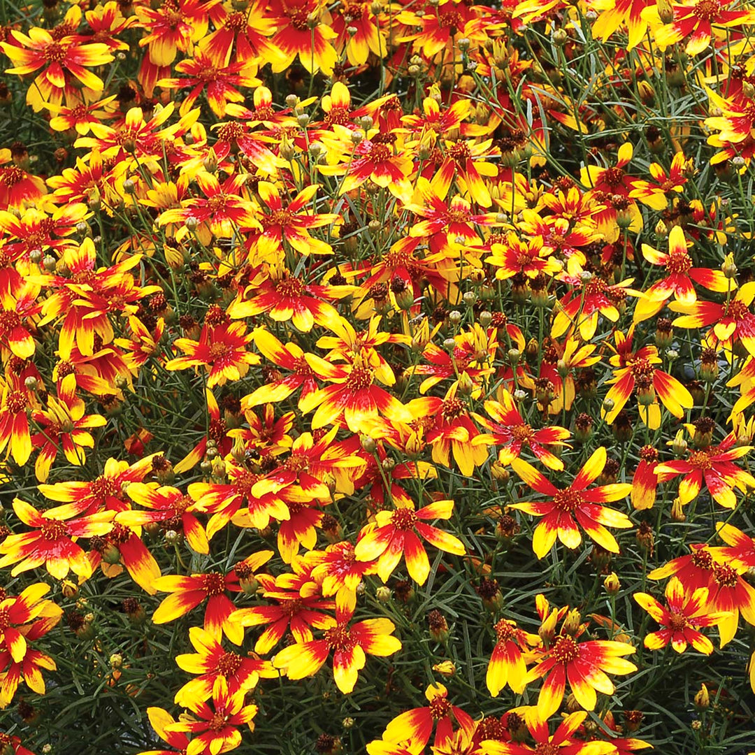 Al's Garden & Home 'Lightning Bug' Coreopsis, 1 Gallon perennial