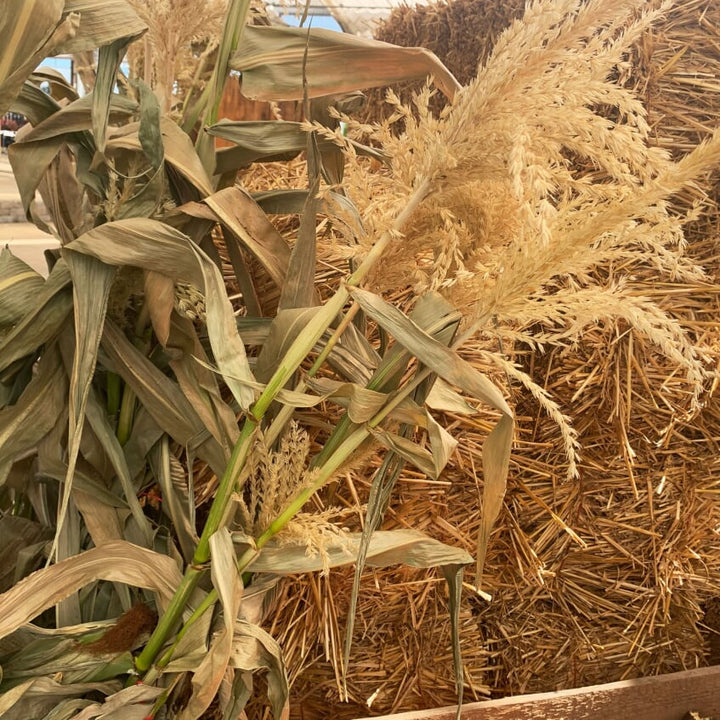 Al's Garden & Home Corn Stalk