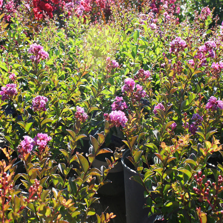 Al's Garden & Home 'Bellini Grape' Crape Myrtle (Lagerstroemia), 1 Gallon shrub