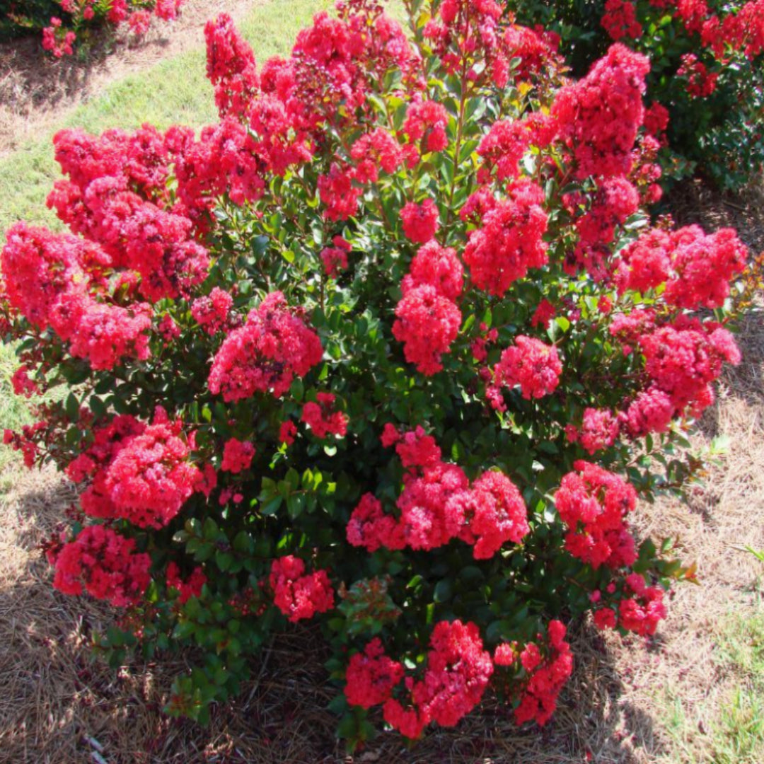 Al's Garden & Home 'First Editions Red Magic' Crape Myrtle (Lagerstroemia), 10 Gallon shrub