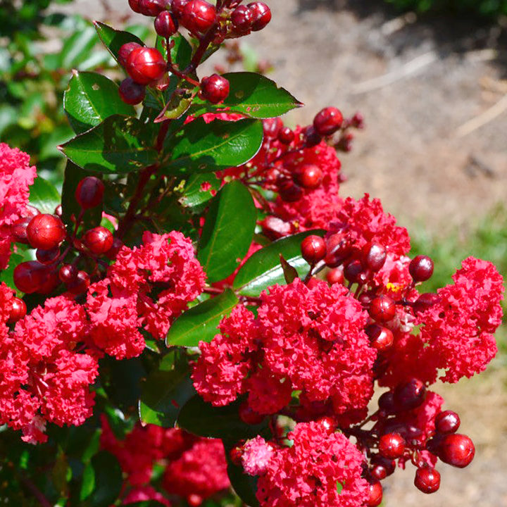 Al's Garden & Home 'First Editions Red Magic' Crape Myrtle (Lagerstroemia), 10 Gallon shrub