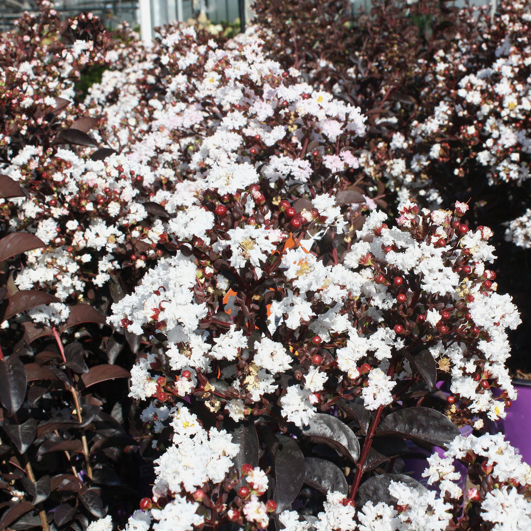 Al's Garden & Home 'Lunar Magic' Crape Myrtle (Lagerstroemia), 2 Gallon shrub