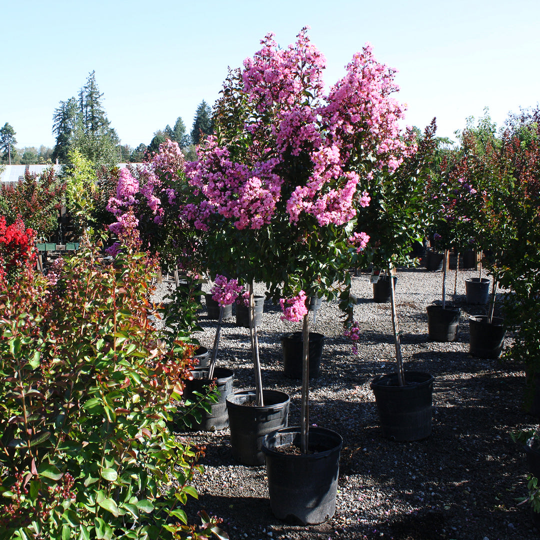 Al's Garden & Home 'Rhapsody in Pink' Crape Myrtle (Lagerstroemia), 7 Gallon shrub