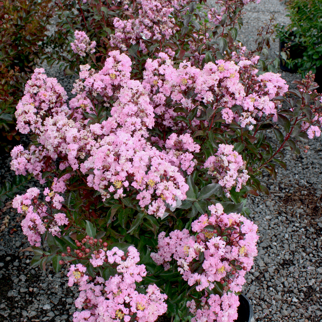 Al's Garden & Home 'Rhapsody in Pink' Crape Myrtle (Lagerstroemia), 7 Gallon shrub