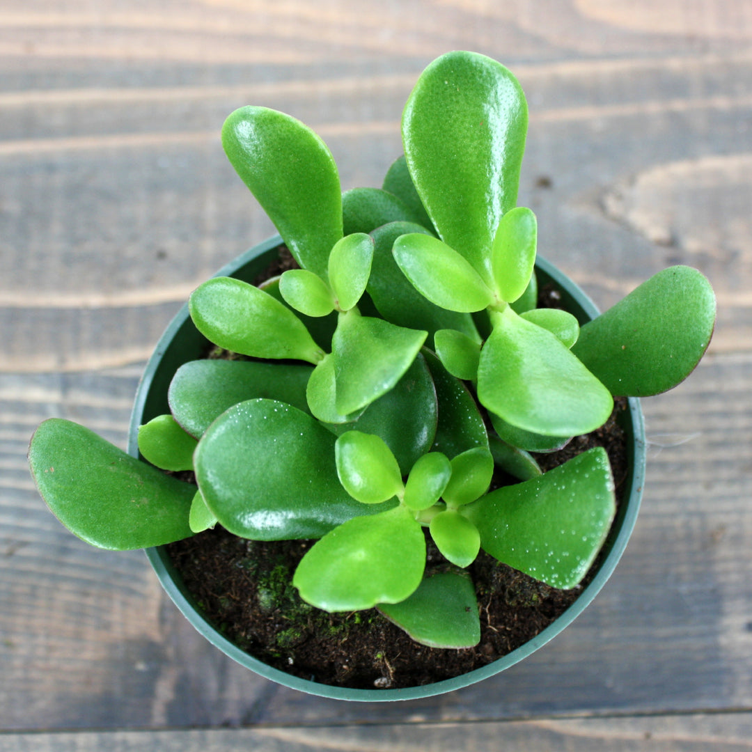 Al's Garden & Home 'Crosby Jade' Jade Plant (Crassula ovata), 4 Inch houseplant