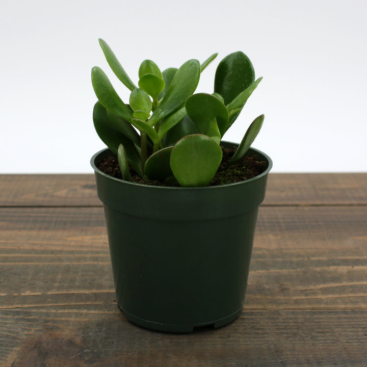 Al's Garden & Home 'Crosby Jade' Jade Plant (Crassula ovata), 4 Inch houseplant