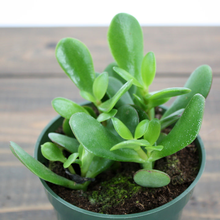 Al's Garden & Home 'Crosby Jade' Jade Plant (Crassula ovata), 4 Inch houseplant