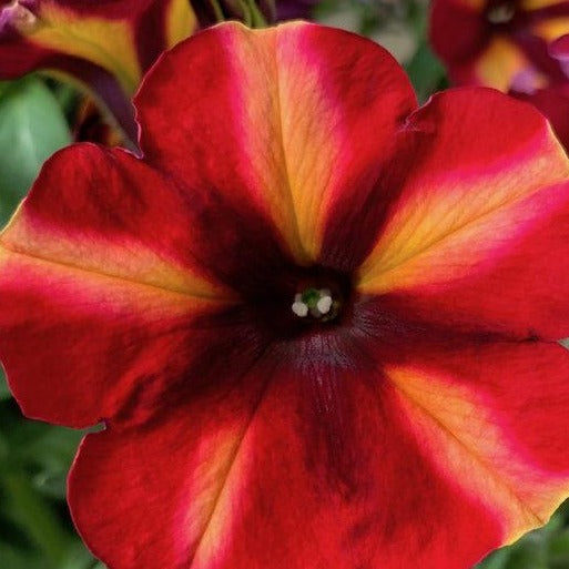 Petunia x 'Crazytunia Tiki Torch' Crazytunia® Tiki Torch Premium Petunia, Annual