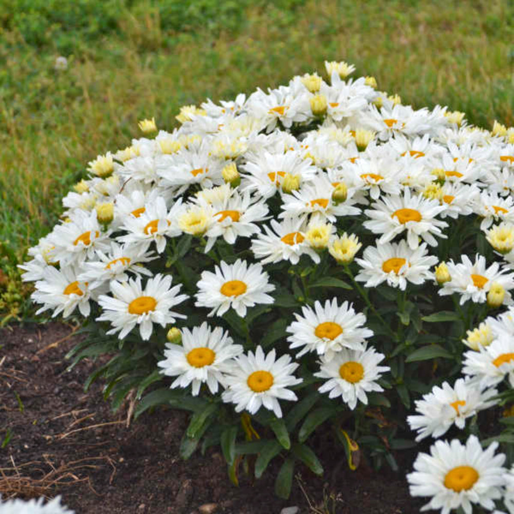 Al's Garden & Home 'Cream Puff' Shasta Daisy (Leucanthemum), 1 Gallon perennial
