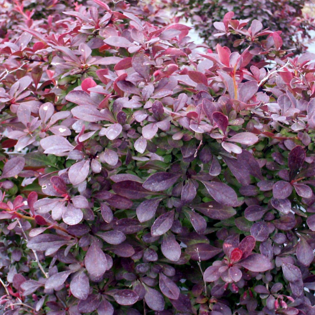 Al's Garden & Home 'Crimson Pygmy' Barberry (Berberis thunbergii), 1 Gallon shrub