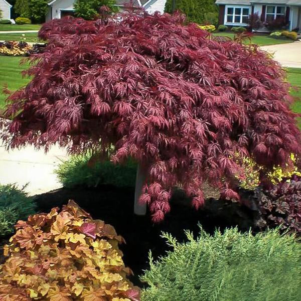 Al's Garden & Home 'Crimson Queen' Japanese Maple (Acer palmatum), 7 Gallon tree