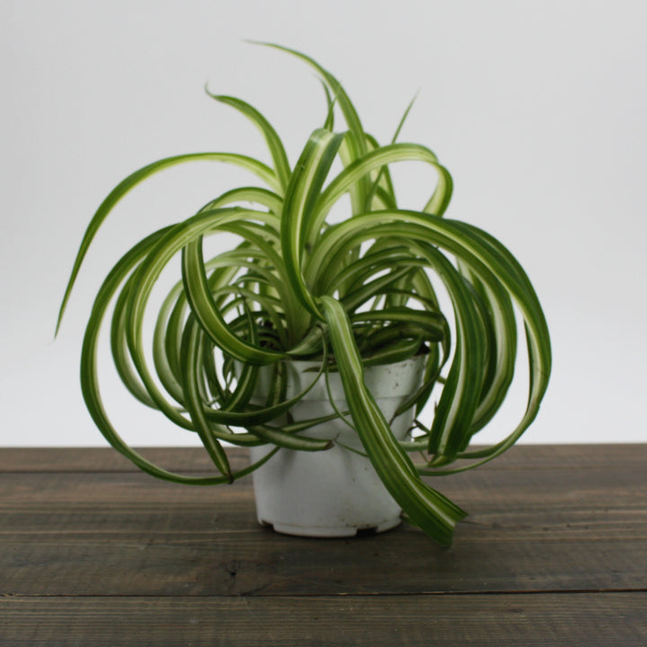 Al's Garden & Home 'Bonnie (Curly Spider Plant)' Spider Plant (Chlorophytum comosum), 10 Inch Hanging Basket houseplant