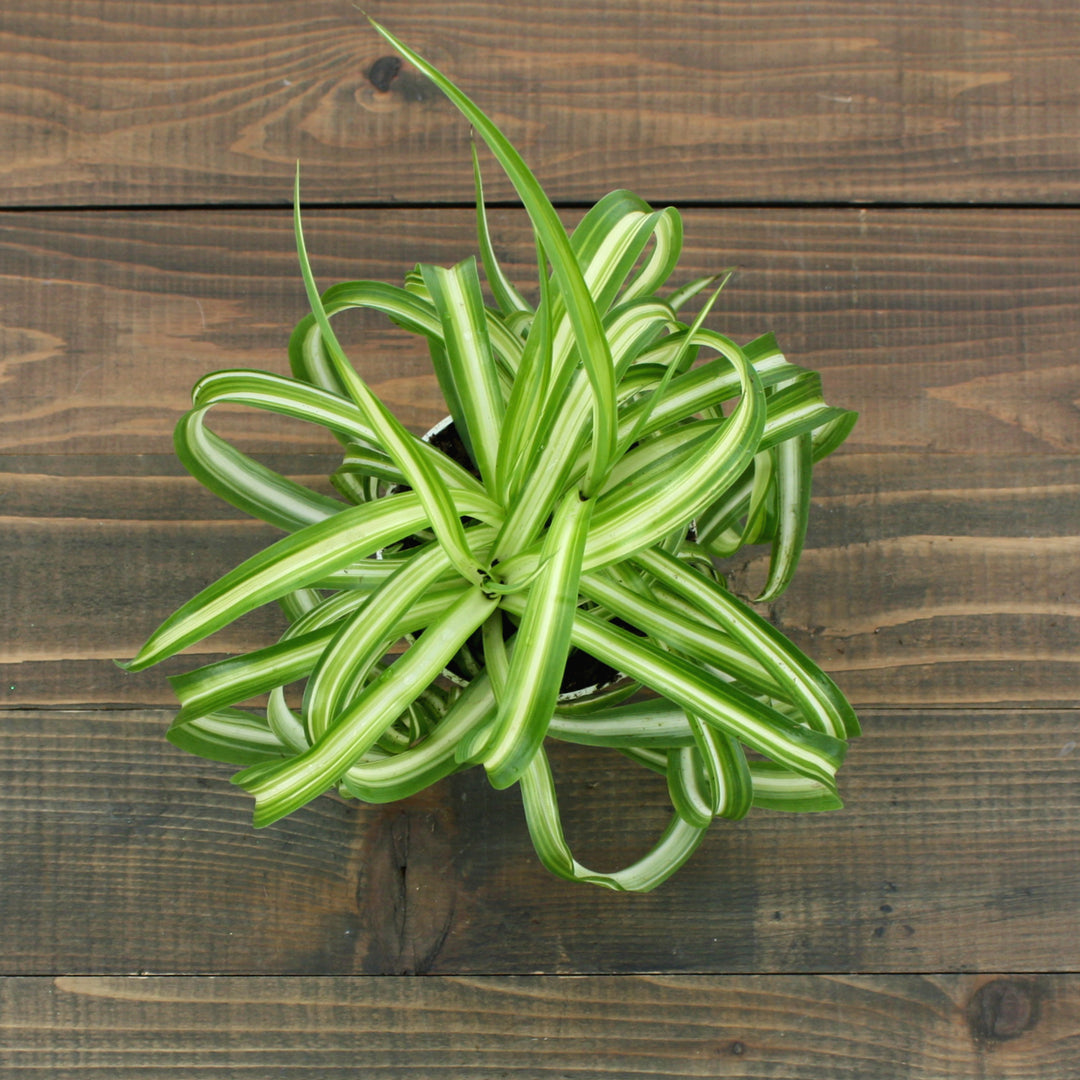 Al's Garden & Home 'Bonnie (Curly Spider Plant)' Spider Plant (Chlorophytum comosum), 10 Inch Hanging Basket houseplant