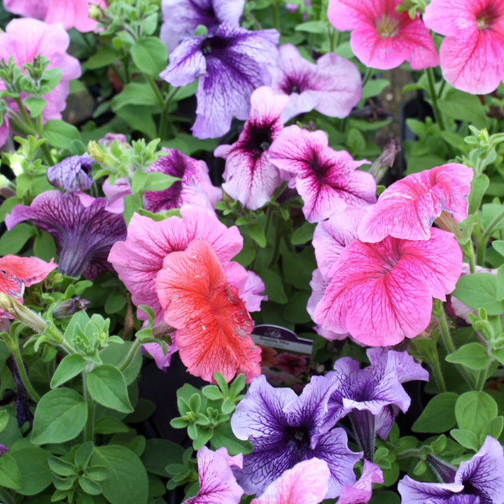 Petunia x 'Daddy Mix' Daddy® Mix Seed Petunia, Annual