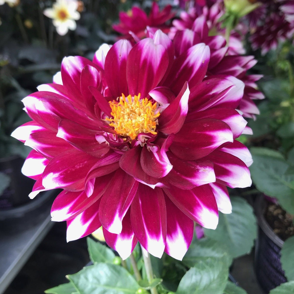 Al's Garden & Home 'Assorted' Dahlia, 1 Gallon annual