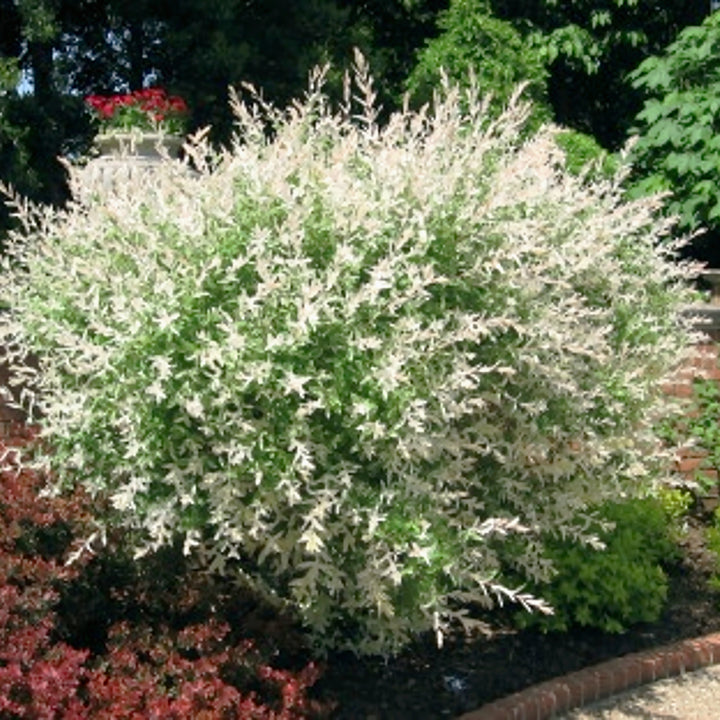 Al's Garden & Home 'Hakuro Nishiki' Dappled Willow (Salix integra), 7 Gallon shrub