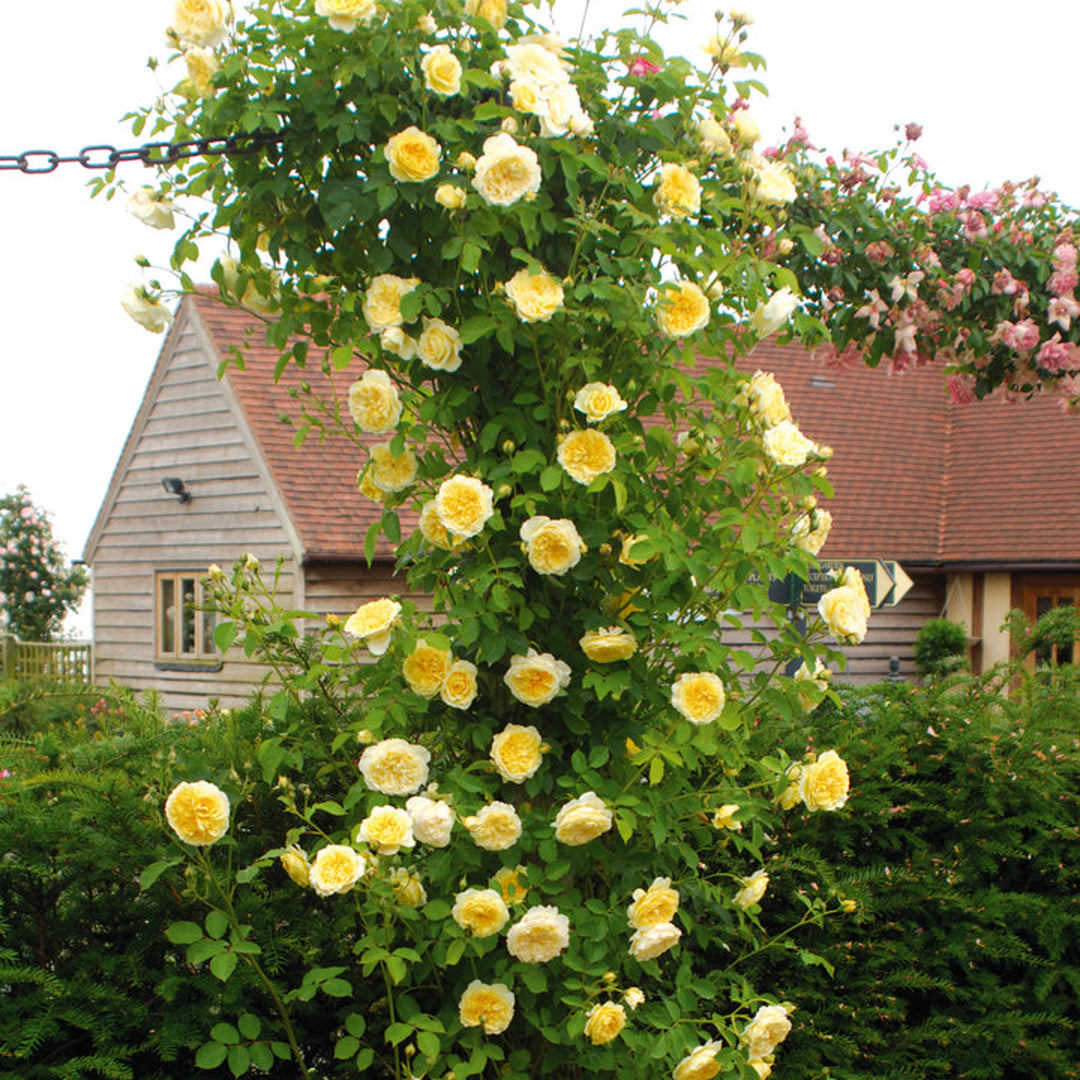 David Austin Rose Hybrid Tea Rose - 'The Pilgrim'