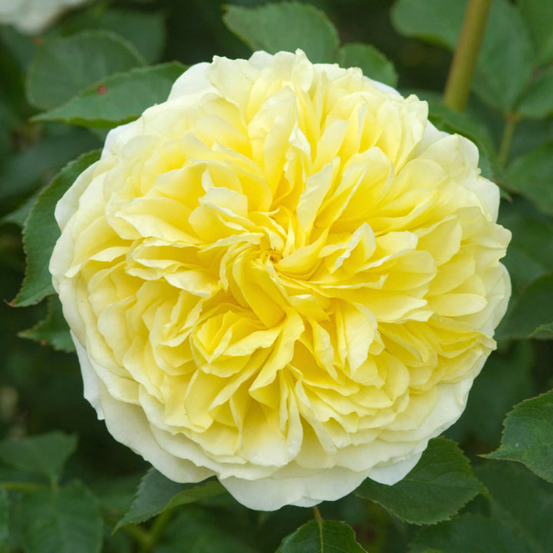 David Austin Rose Hybrid Tea Rose - 'The Pilgrim'