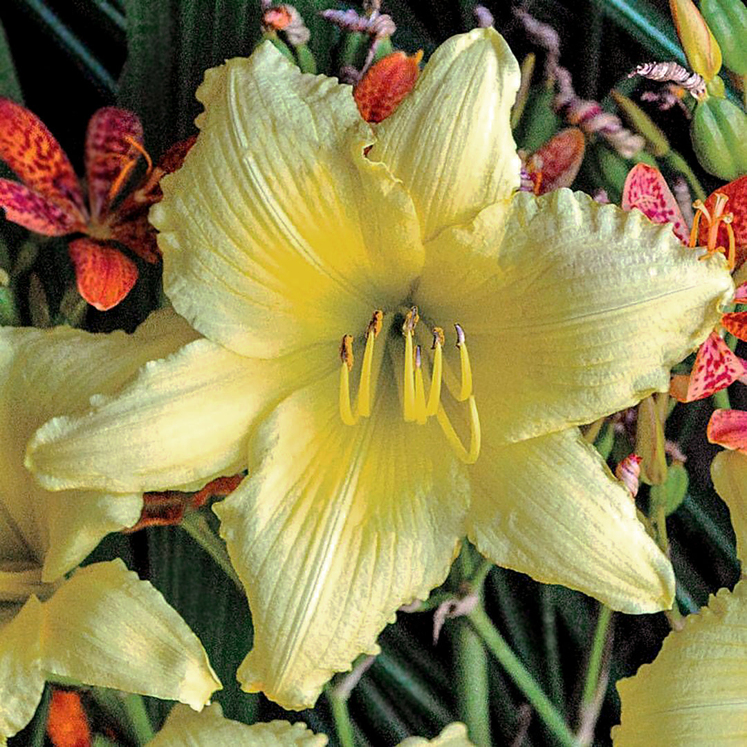 Al's Garden & Home 'Big Time Happy' Daylily (Hemerocallis), 1 Gallon perennial