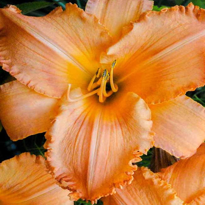 Al's Garden & Home 'Tangerine Twist' Daylily (Hemerocallis), 1 Gallon perennial