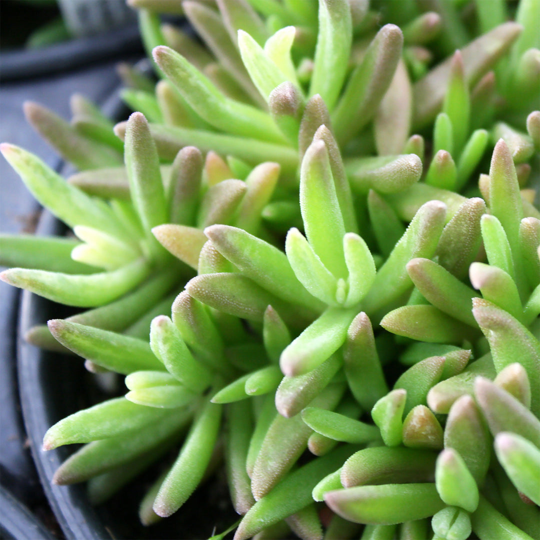 Al's Garden & Home 'W.O.W. Fire Wonder' Ice Plant (Delosperma), 5 Inch perennial