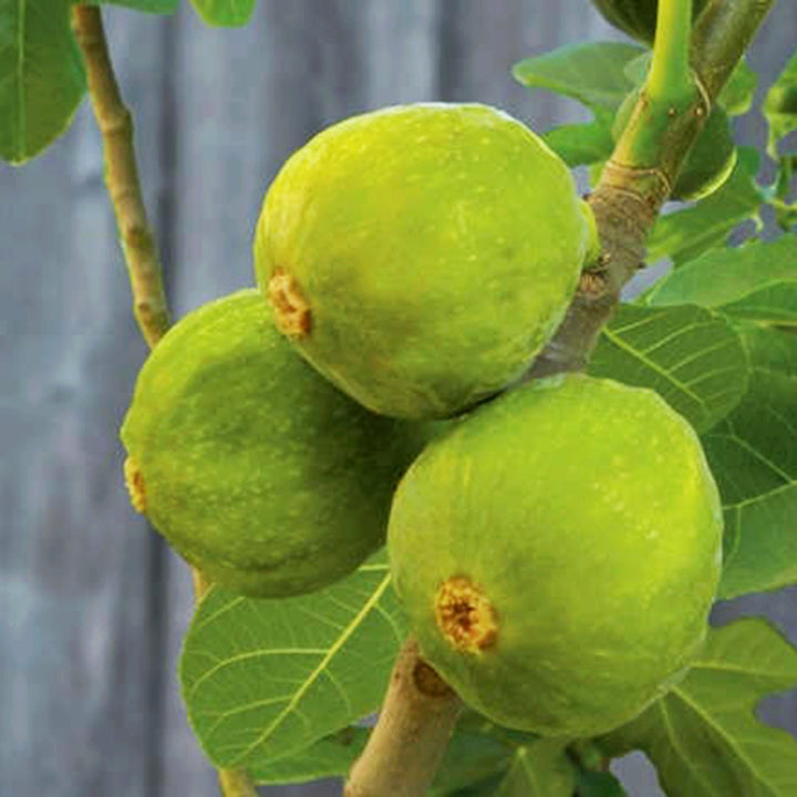 Al's Garden & Home 'Desert King' Fig Tree (Ficus carica), 1 Gallon edible tree