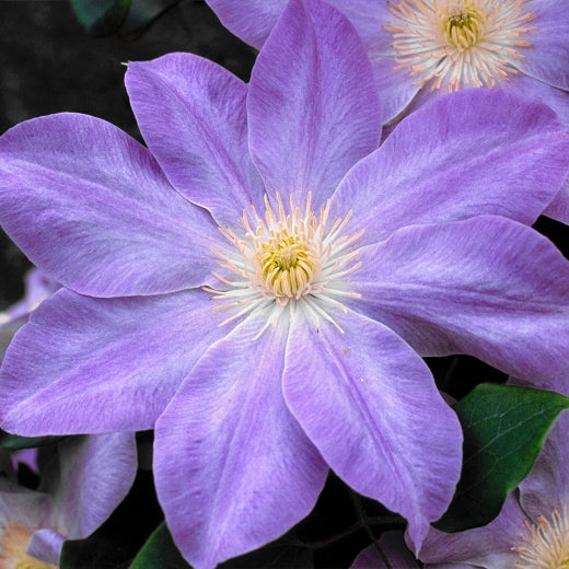 Al's Garden & Home 'Diana's Delight' Deciduous Clematis (Clematis), 1 Gallon vine