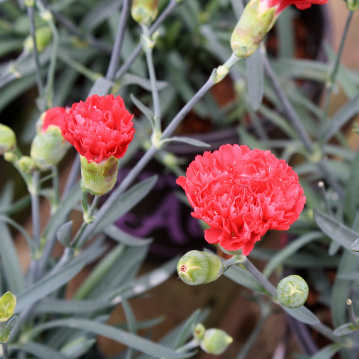Dianthus - 'Early Bird™ Chilli' Carnation