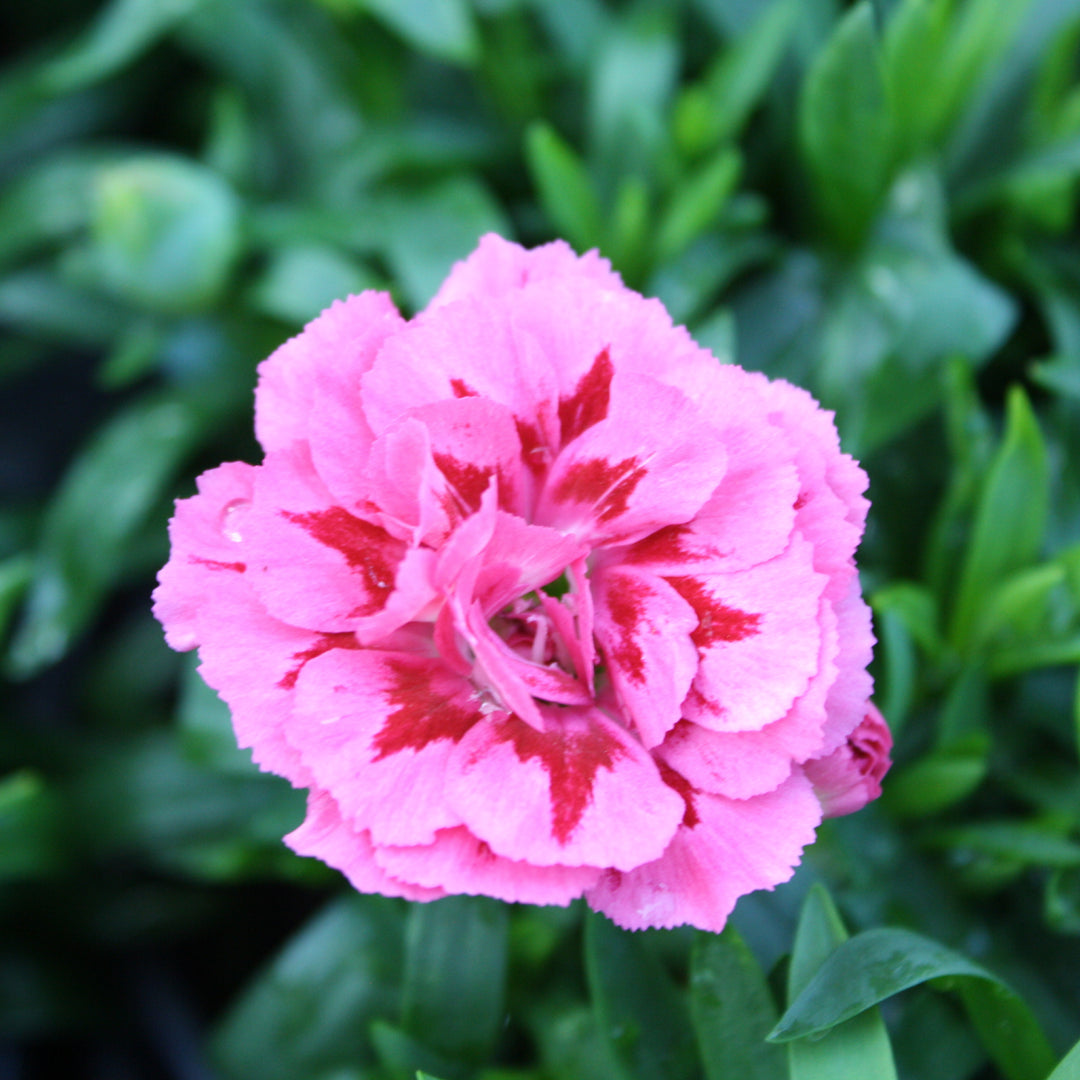 Al's Garden & Home 'Mix' Carnation (Dianthus), 1 Quart annual