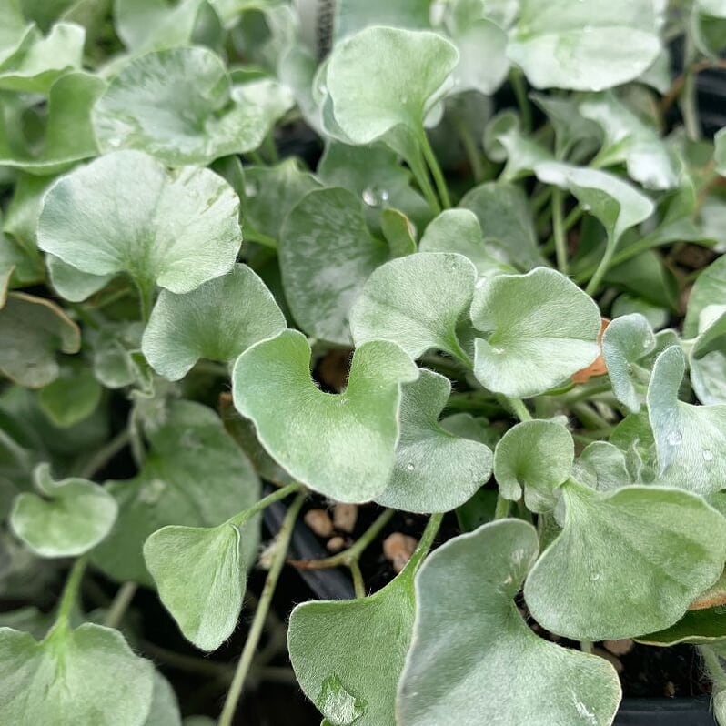 Dichondra - Silver Falls 4"