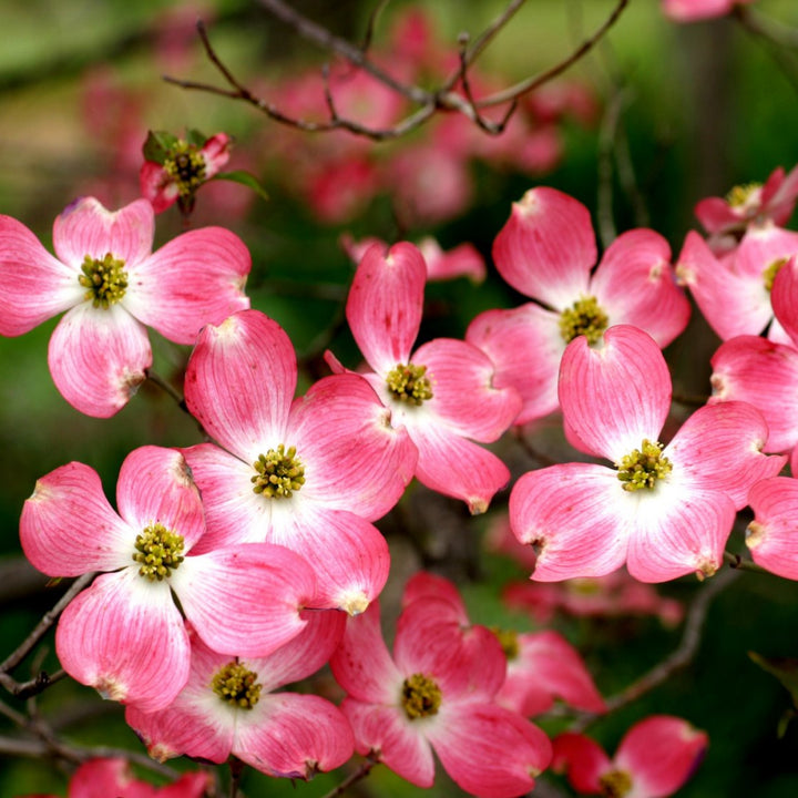Flowering Dogwood