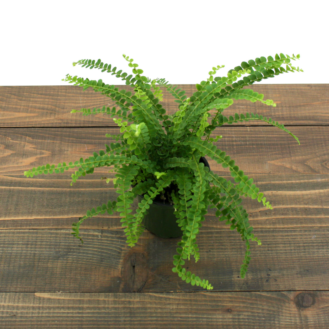 Nephrolepis cordifolia 'Duffii' Lemon Button Fern, Houseplant